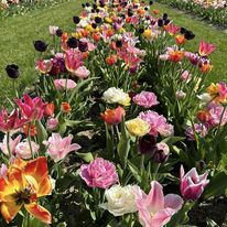 Tulipaner